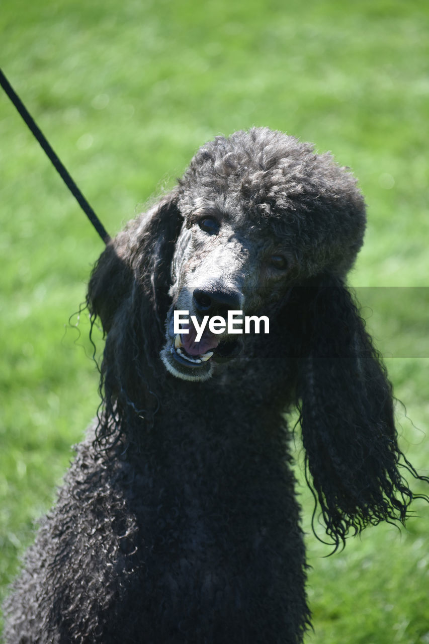 Super funny black poodle in the sun