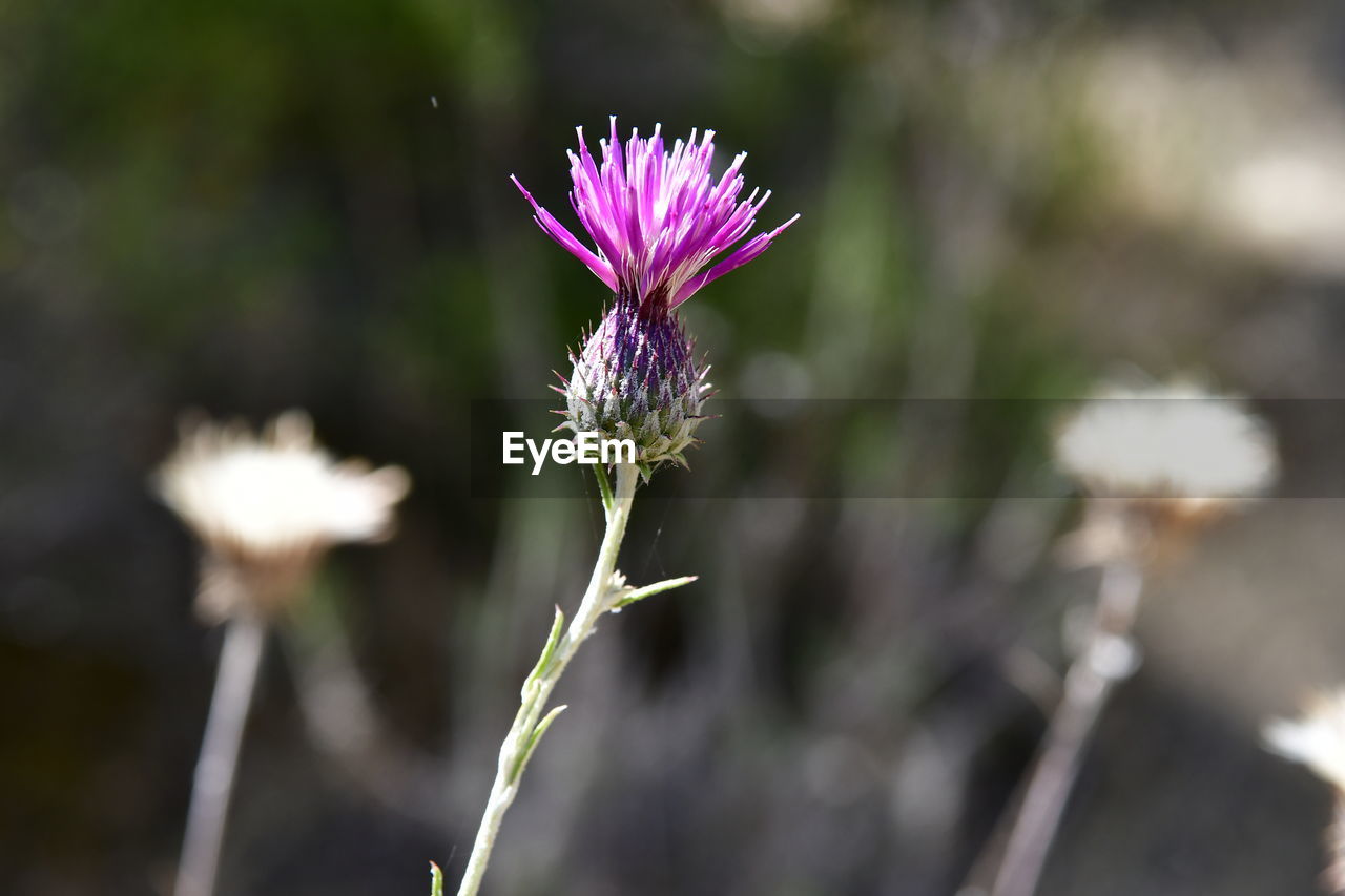 Close-up of purple thistle flower