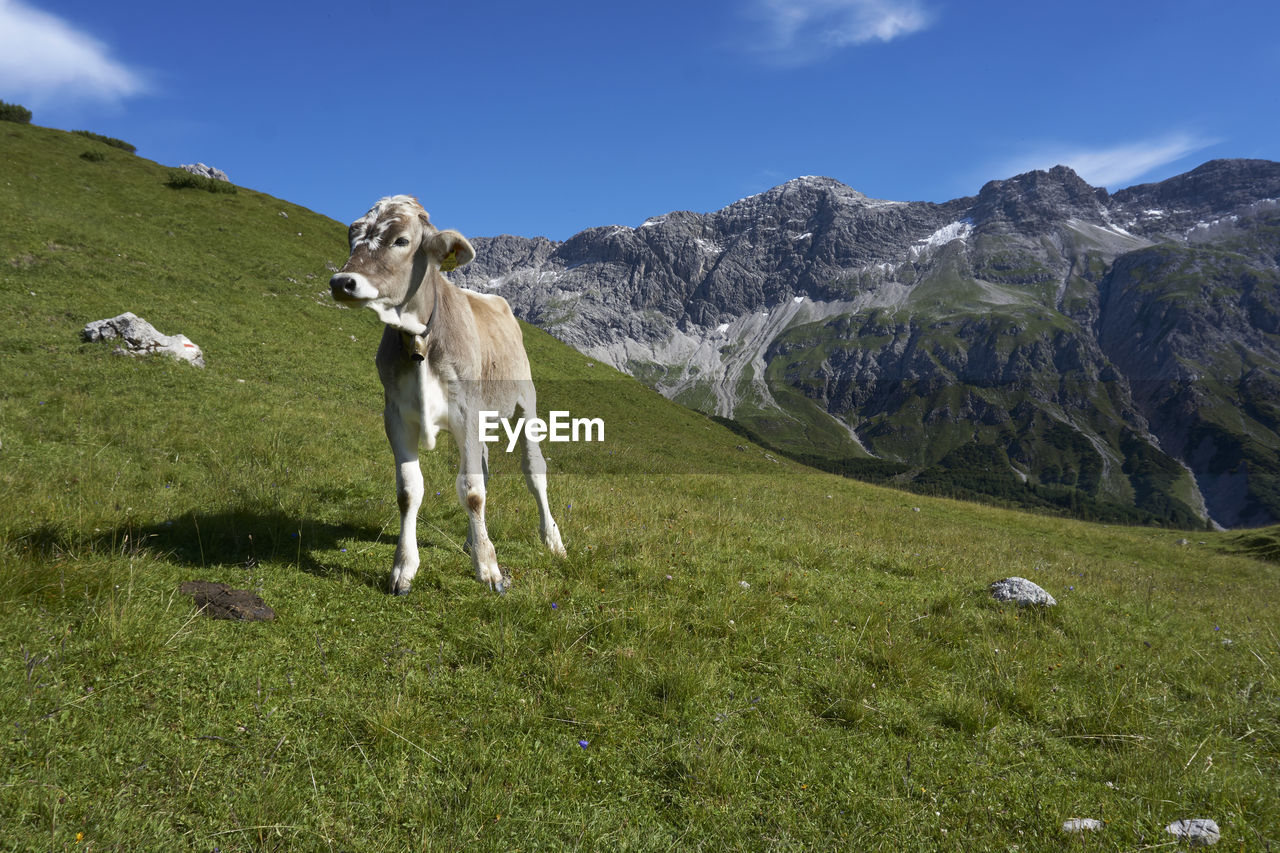 HORSES ON FIELD BY MOUNTAIN AGAINST SKY