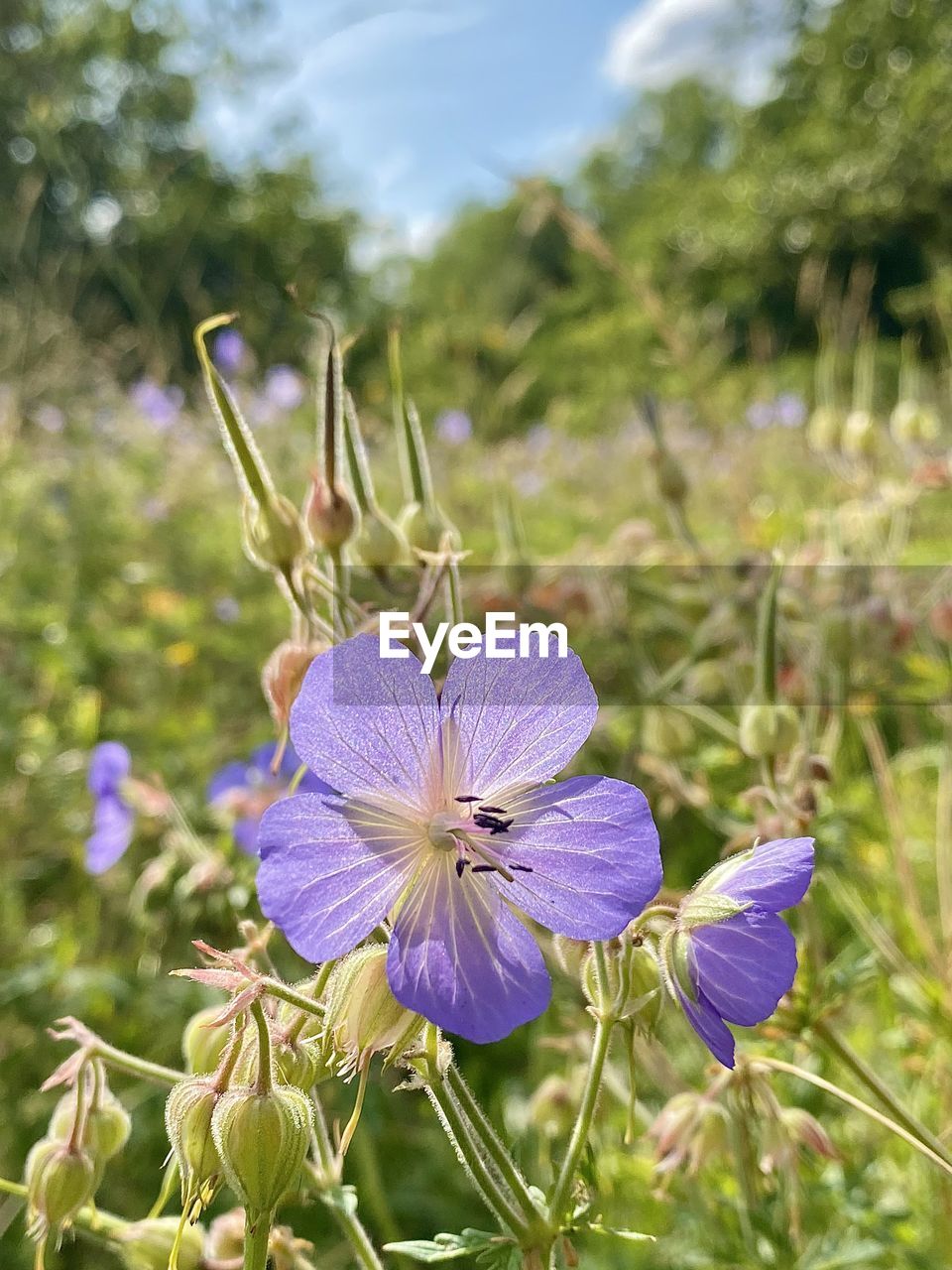 plant, flower, flowering plant, beauty in nature, freshness, purple, nature, growth, meadow, close-up, fragility, focus on foreground, flower head, wildflower, inflorescence, petal, no people, sky, field, day, blossom, outdoors, botany, springtime, land, sunlight, summer, landscape, environment, prairie, green