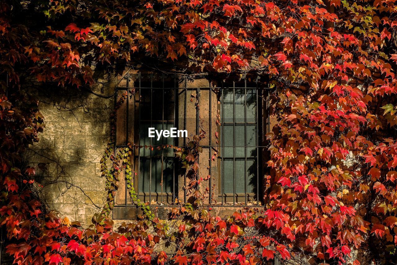 autumn, plant, leaf, built structure, architecture, building exterior, nature, no people, growth, plant part, building, day, ivy, red, tree, flower, outdoors, window, flowering plant, beauty in nature, house, creeper plant, sunlight