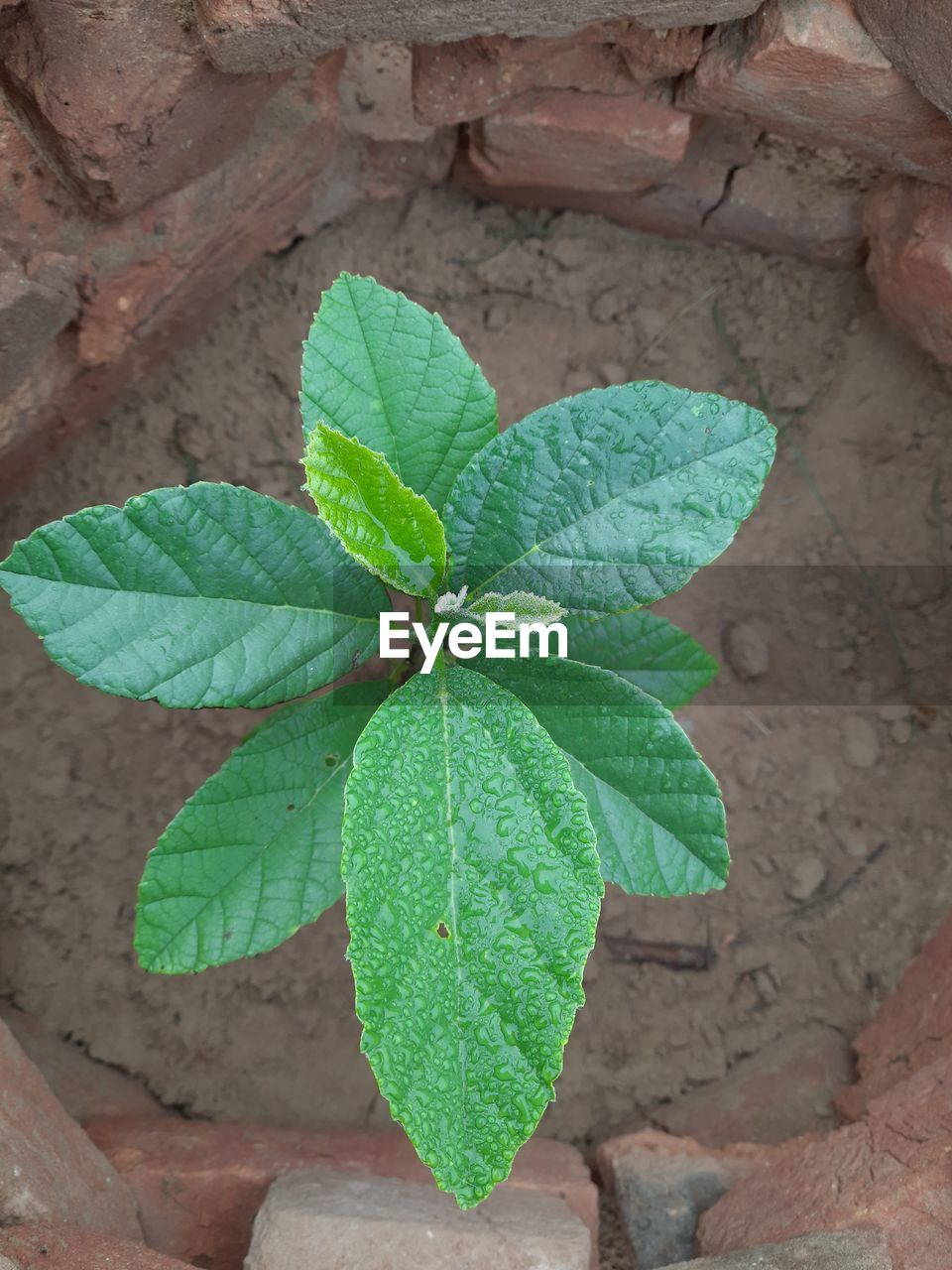 HIGH ANGLE VIEW OF LEAVES ON PLANT