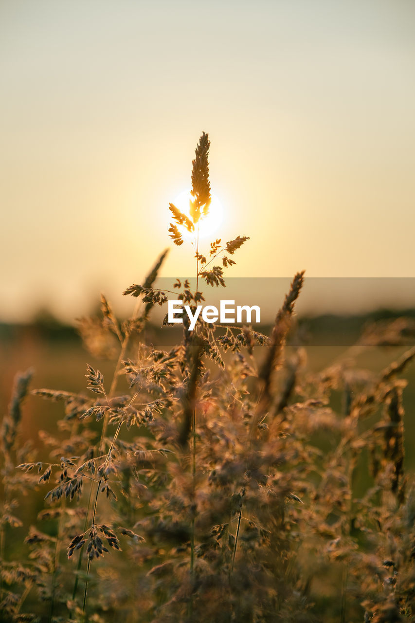 Close-up of stalks in field against sky during sunset