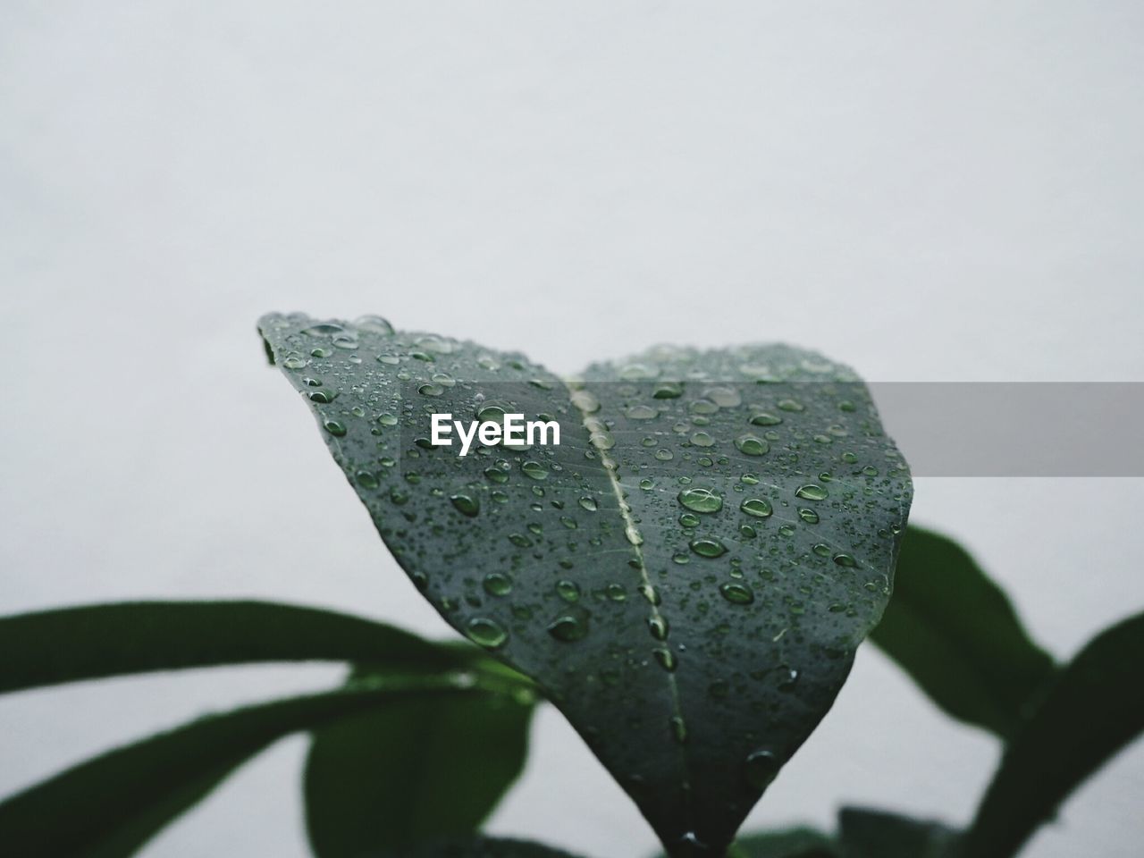 CLOSE-UP OF WET LEAF AGAINST WHITE BACKGROUND