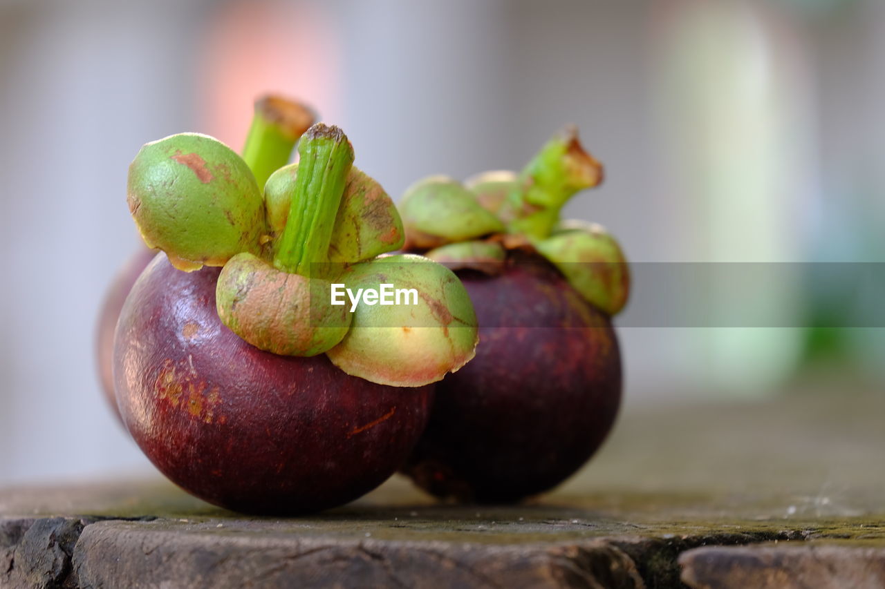 CLOSE-UP OF FRUITS GROWING ON PLANT