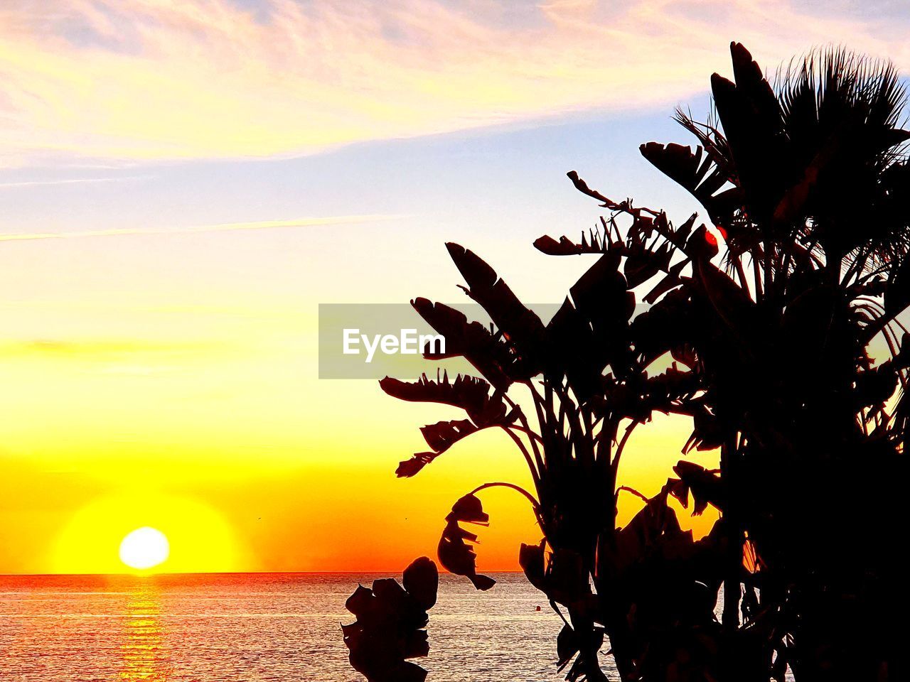 SILHOUETTE PLANT BY SEA AGAINST ORANGE SKY