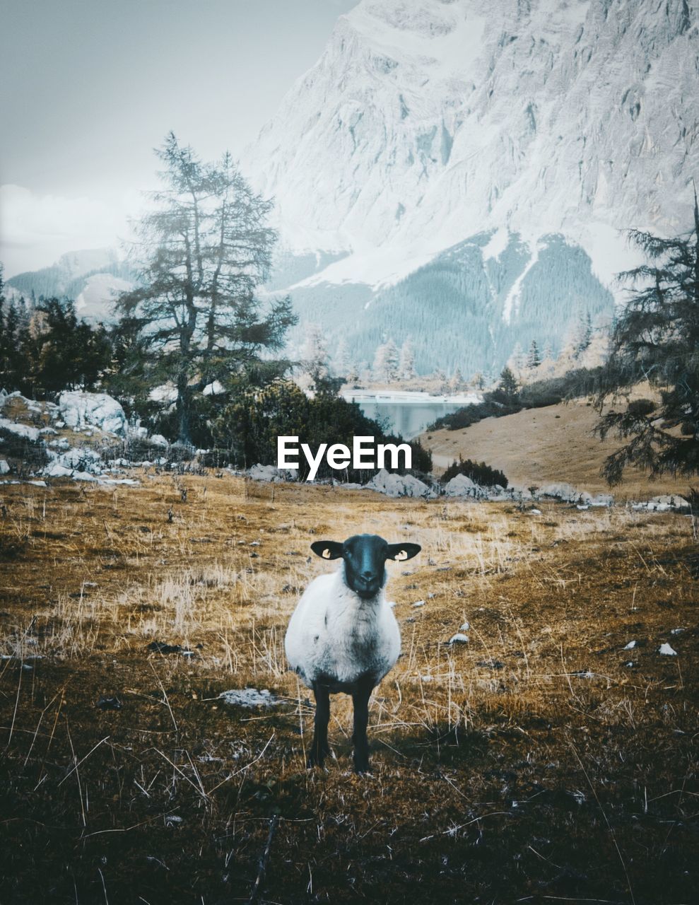 VIEW OF A SHEEP ON SNOW