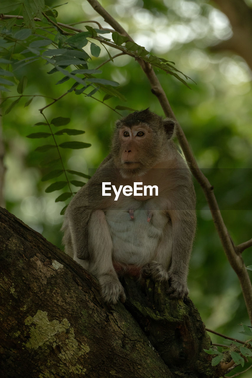 Long-tailed macaque sits in shadows on branch