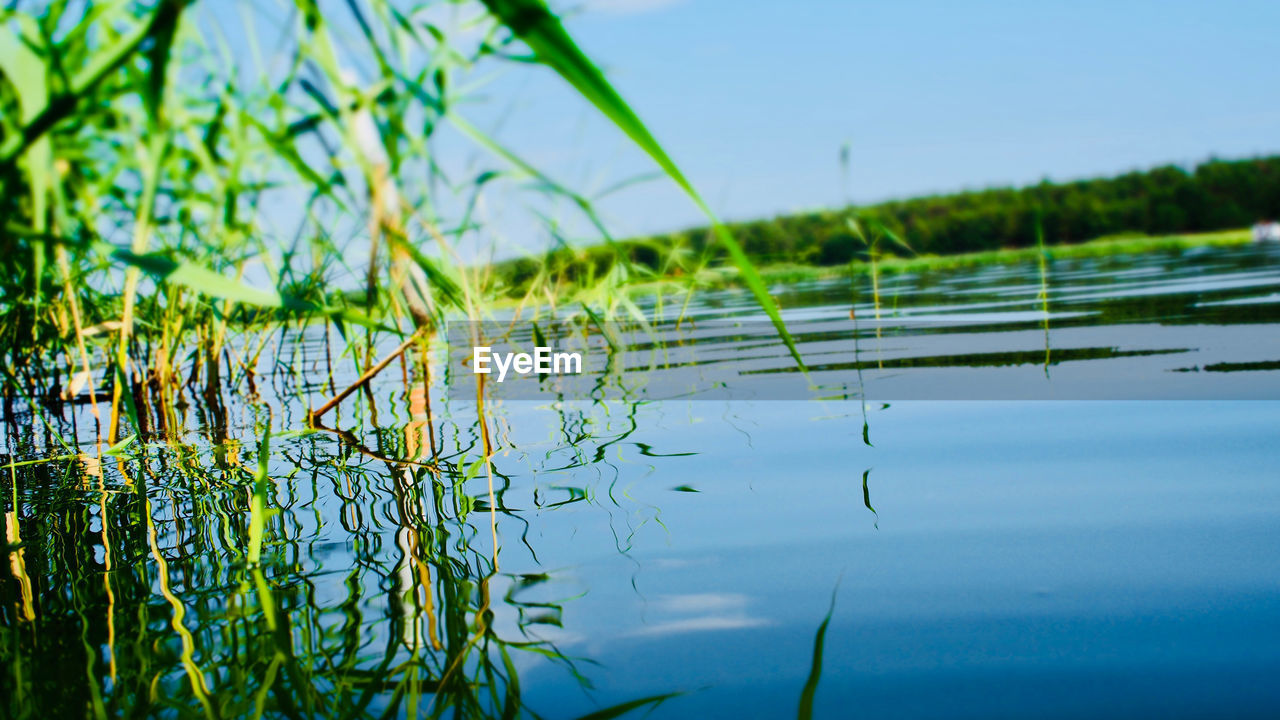 PLANTS GROWING BY LAKE AGAINST SKY