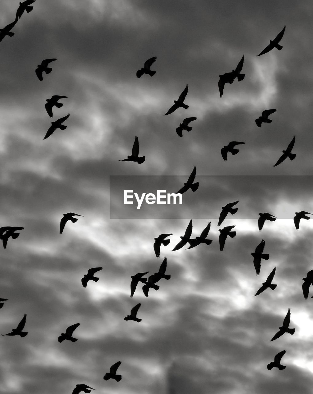 Low angle view of birds flying in sky