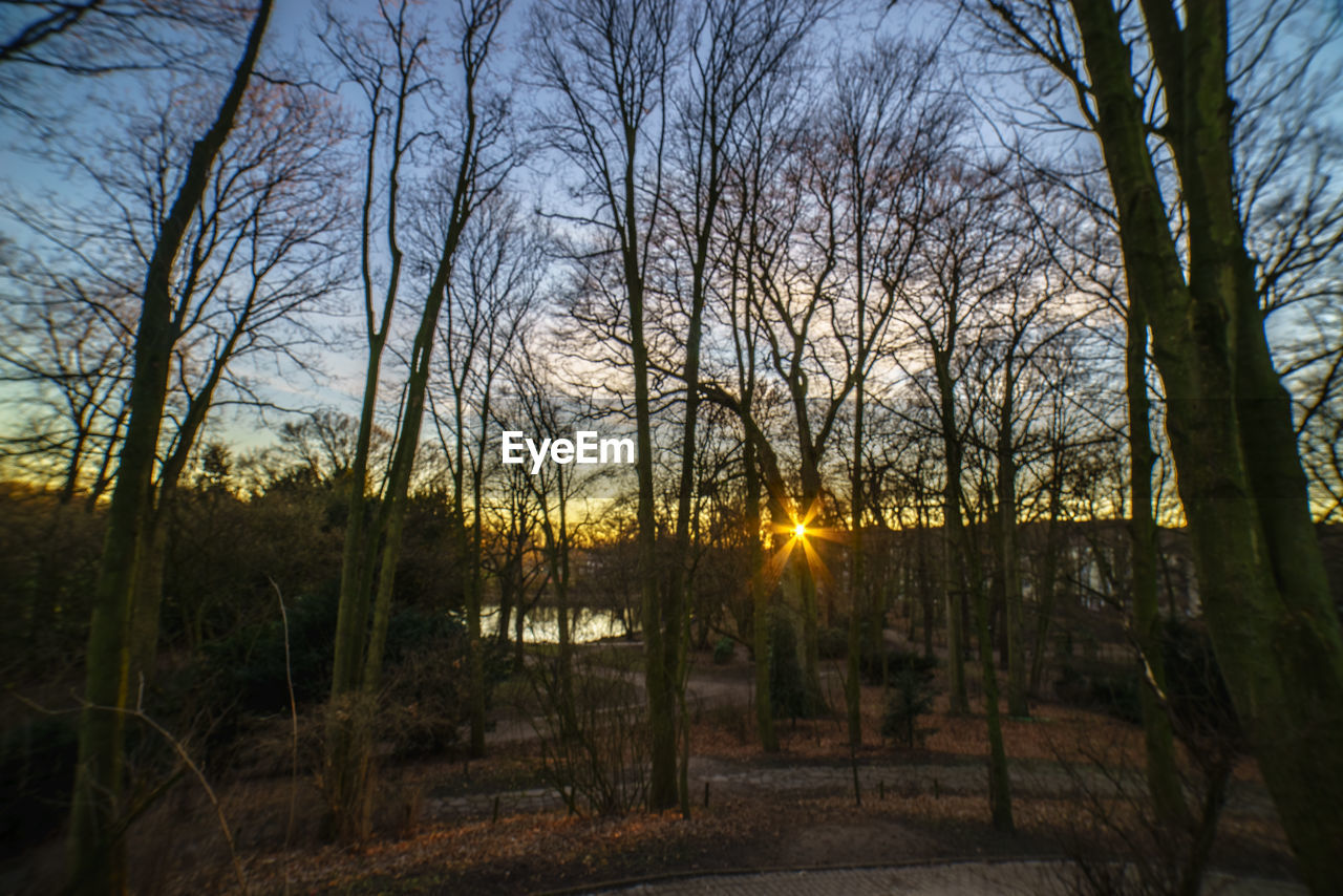 TREES IN FOREST AGAINST SKY DURING SUNSET