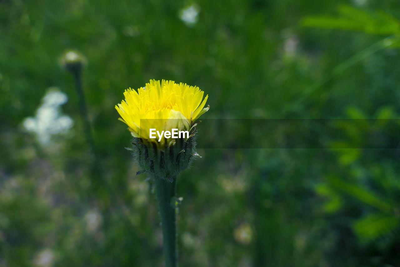 Close-up of yellow flowering plant
