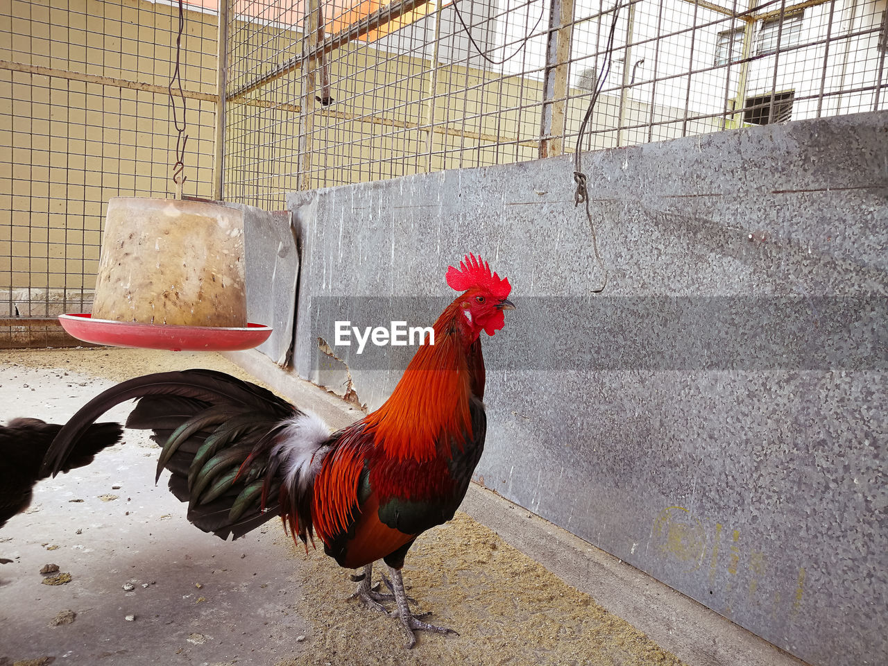 Close up rooster in a cage.