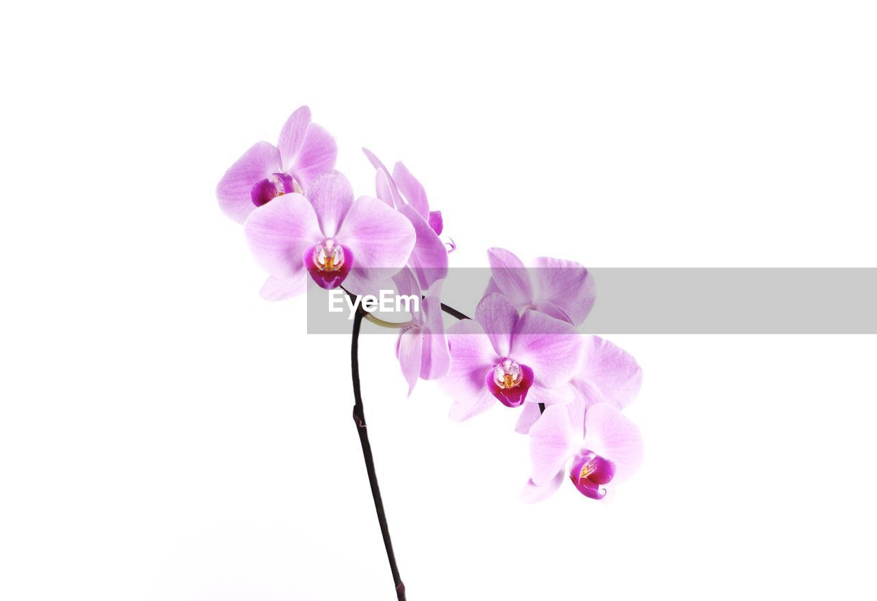 CLOSE-UP OF PINK FLOWERS OVER WHITE BACKGROUND