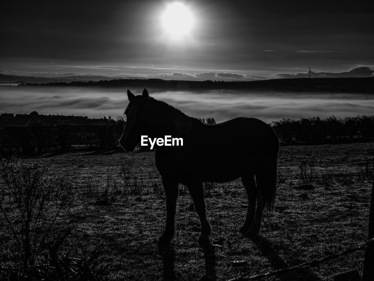 SILHOUETTE HORSE STANDING AT NIGHT