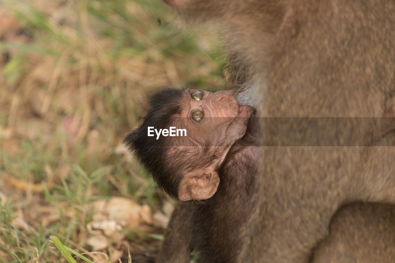 Close-up of long-tailed macaque feeding infant at zoo