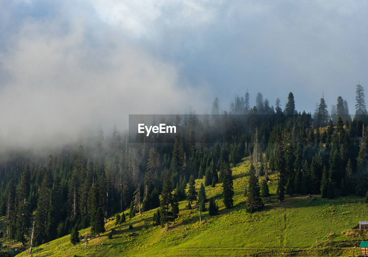 panoramic view of trees in forest against sky