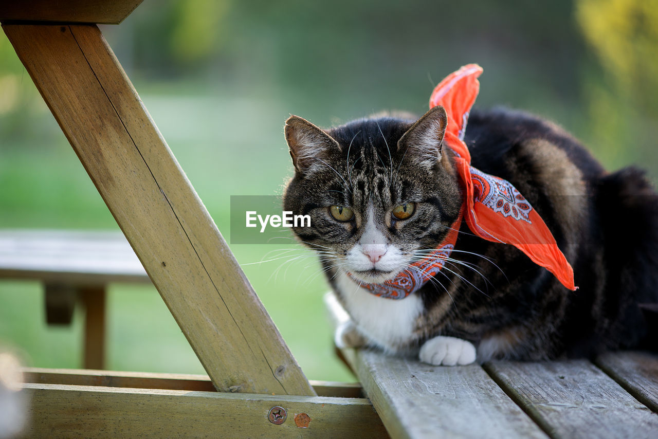 Portrait of cat on wooden outdoors