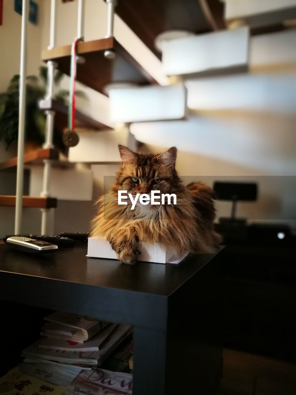 Portrait of cat relaxing on table at home