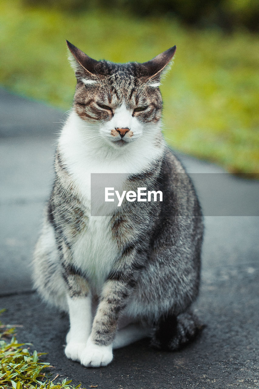 Tabby cat sitting on road