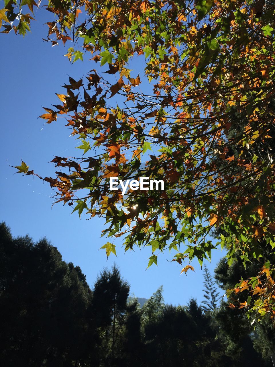 Low angle view of trees