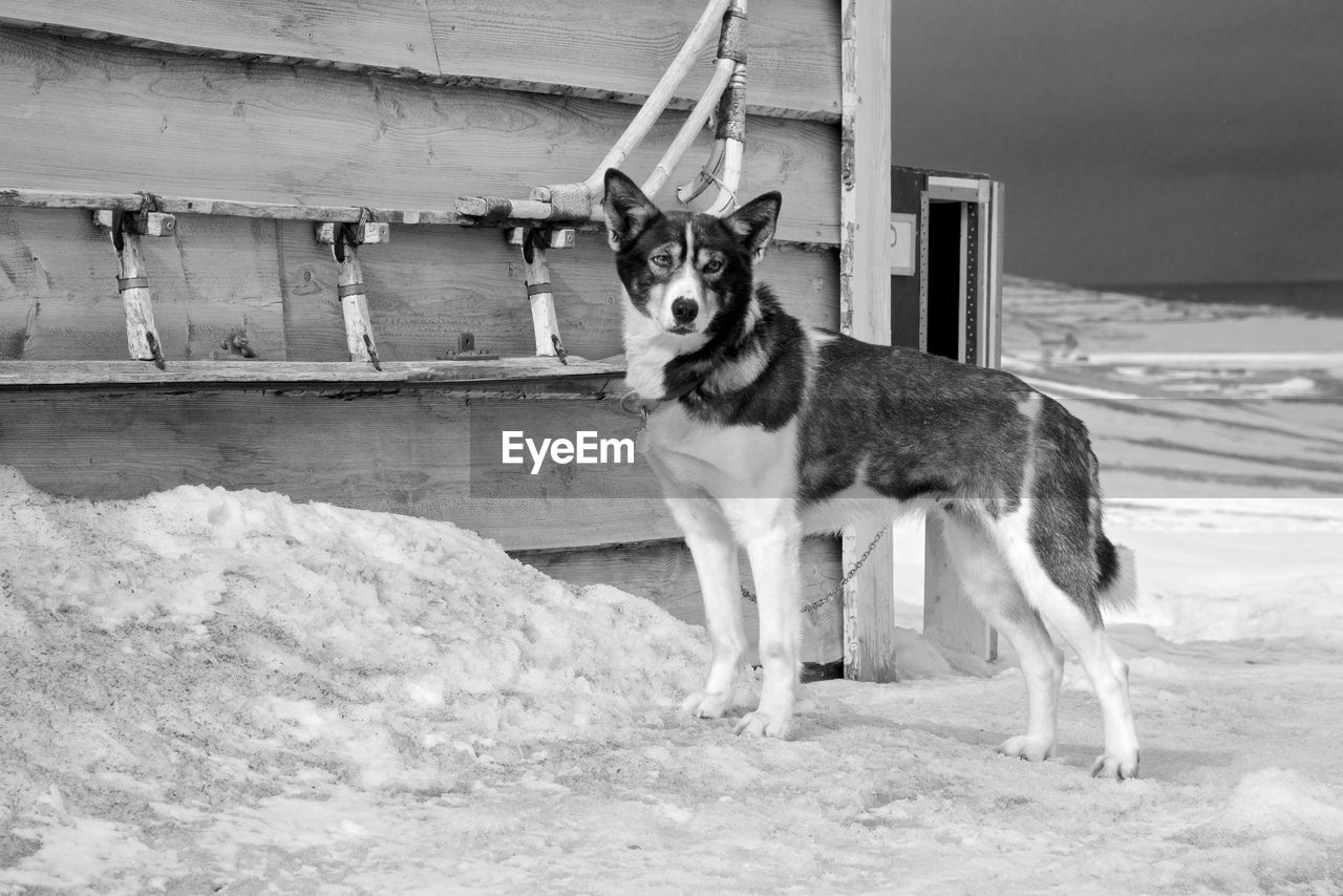 PORTRAIT OF DOG STANDING ON LAND AGAINST THE SKY