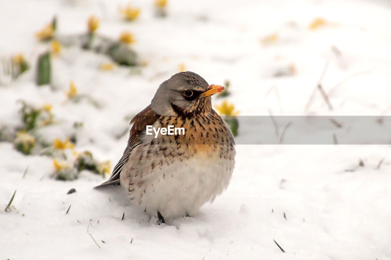 Bird perching on a snow