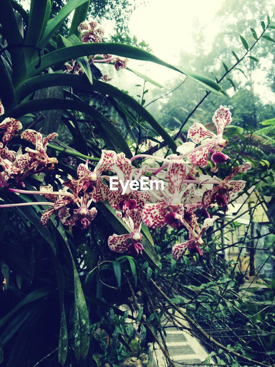 LOW ANGLE VIEW OF FLOWERING PLANTS ON TREE