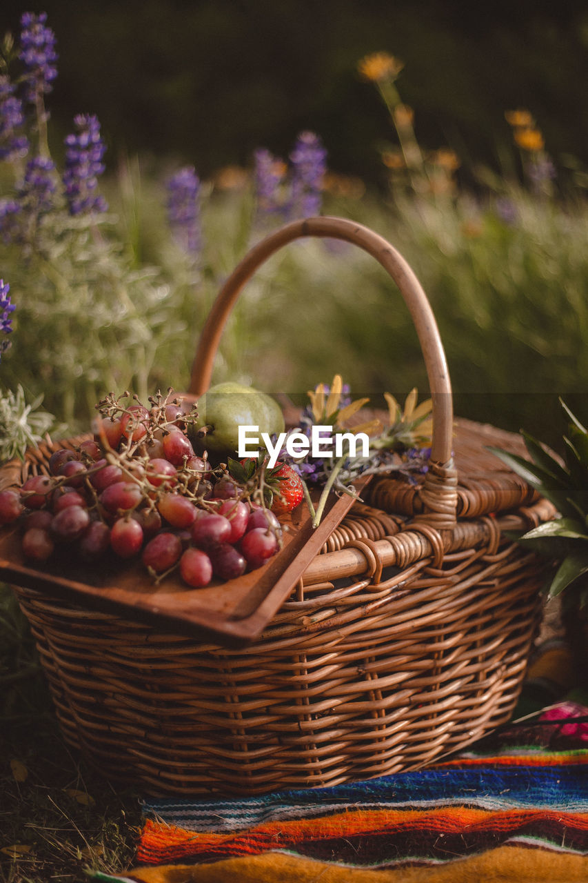 Basket of fruit in a field