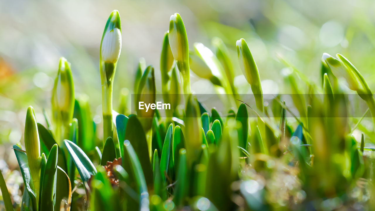 Close-up of fresh green plants on field