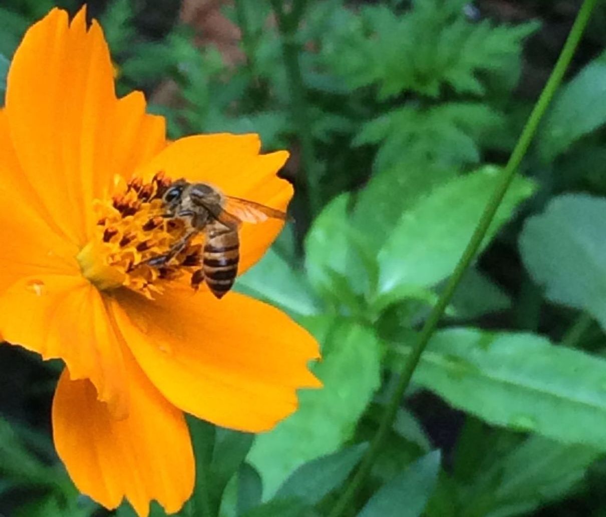 CLOSE-UP OF BEE POLLINATING YELLOW FLOWER