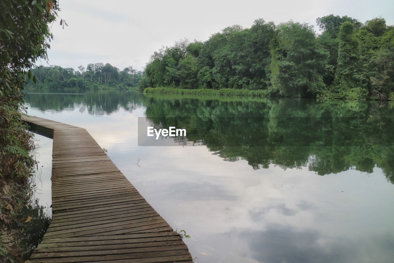 Scenic reflection of plants in calm lake