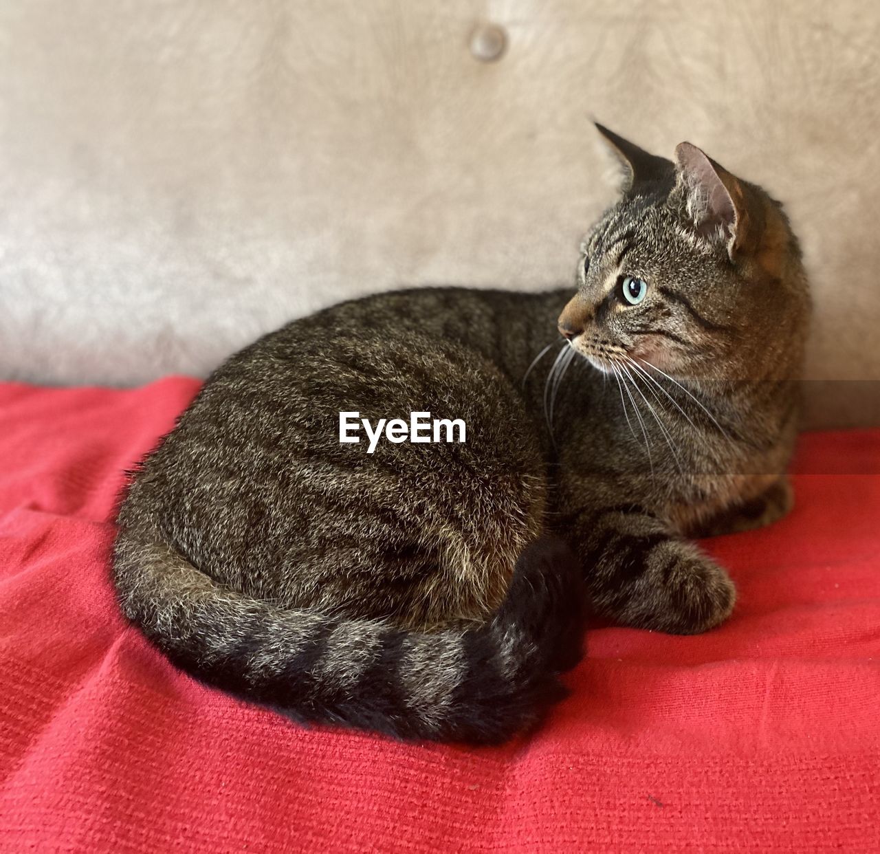 CLOSE-UP OF A CAT RESTING ON RED SOFA