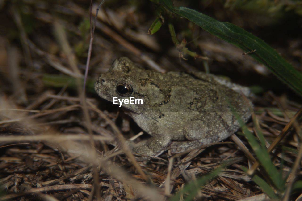 Treefrog on ground.