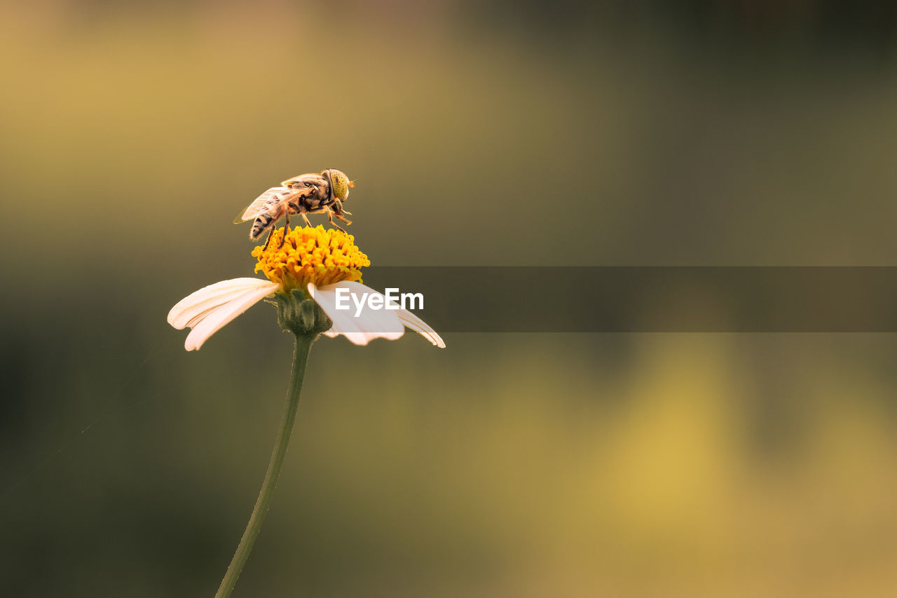 Close up of hoverfly sucking nectar on white flower