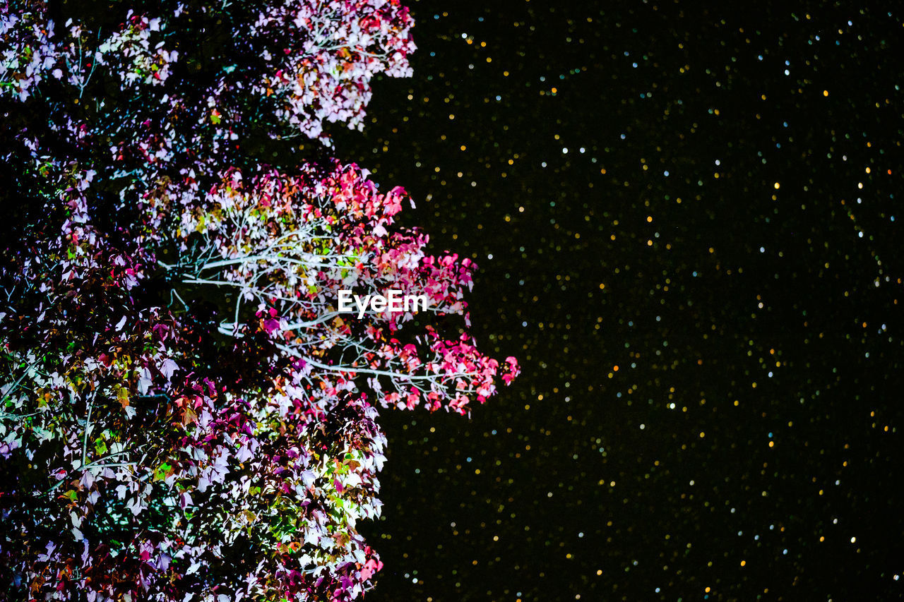 CLOSE-UP OF FLOWER TREE