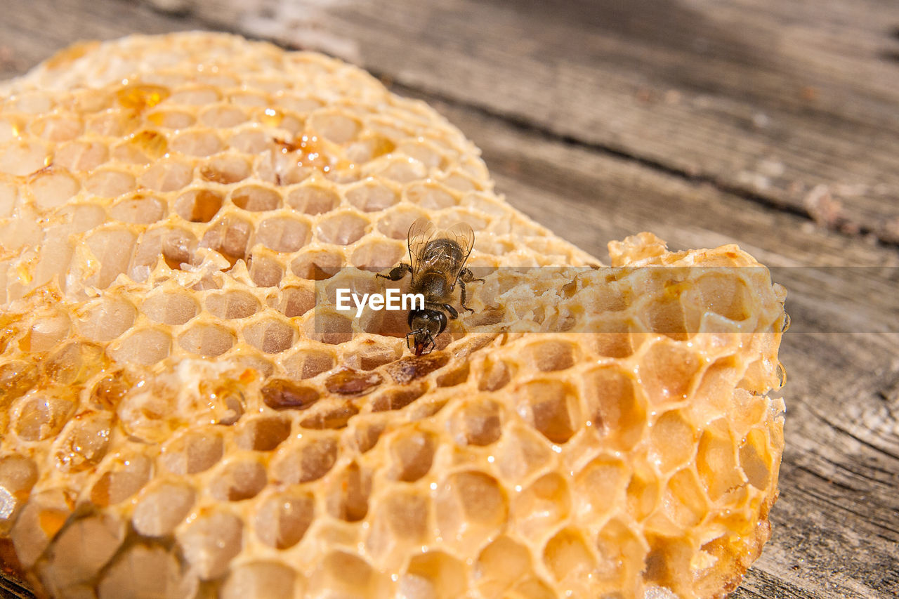 Close-up of bee on honeycomb