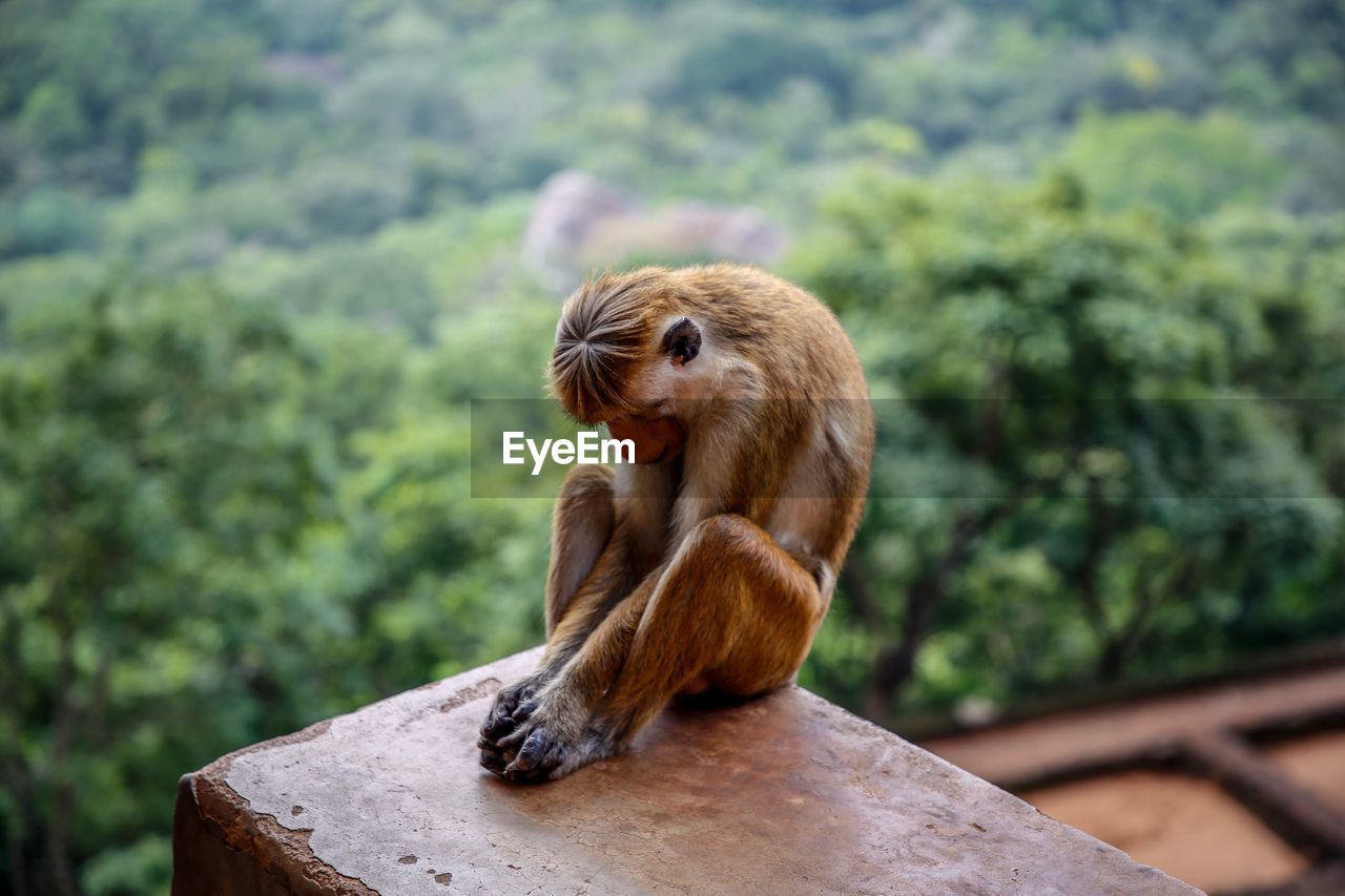 Monkey sitting on rock