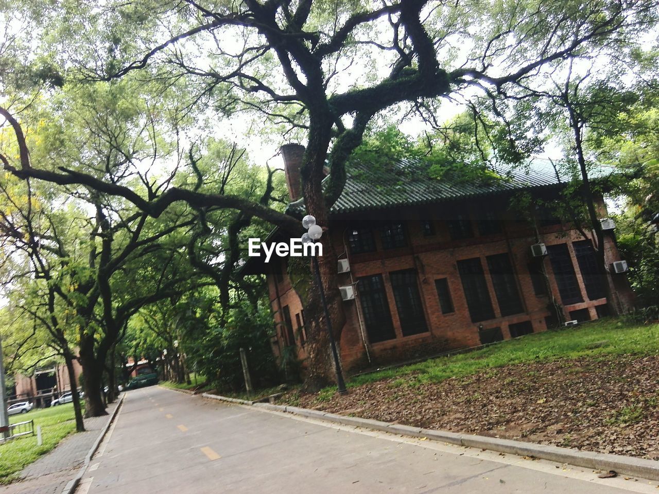 ROAD AMIDST TREES