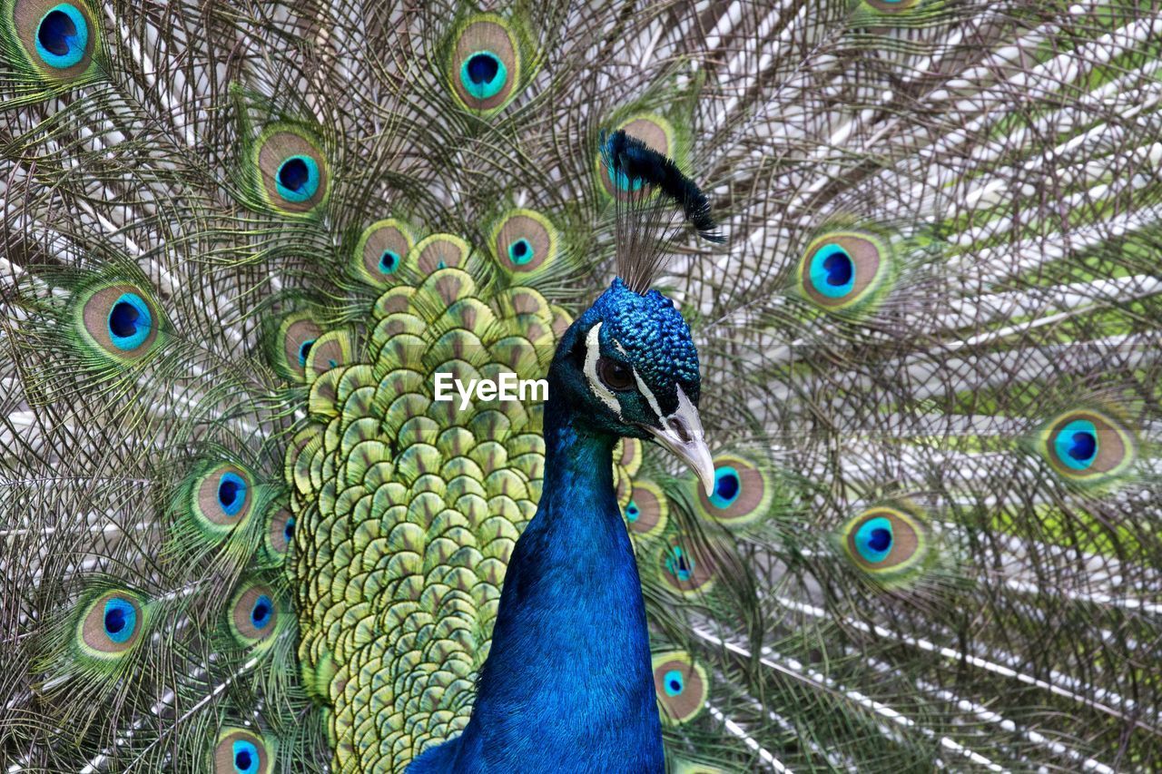 CLOSE-UP OF PEACOCK WITH BLUE FEATHERS