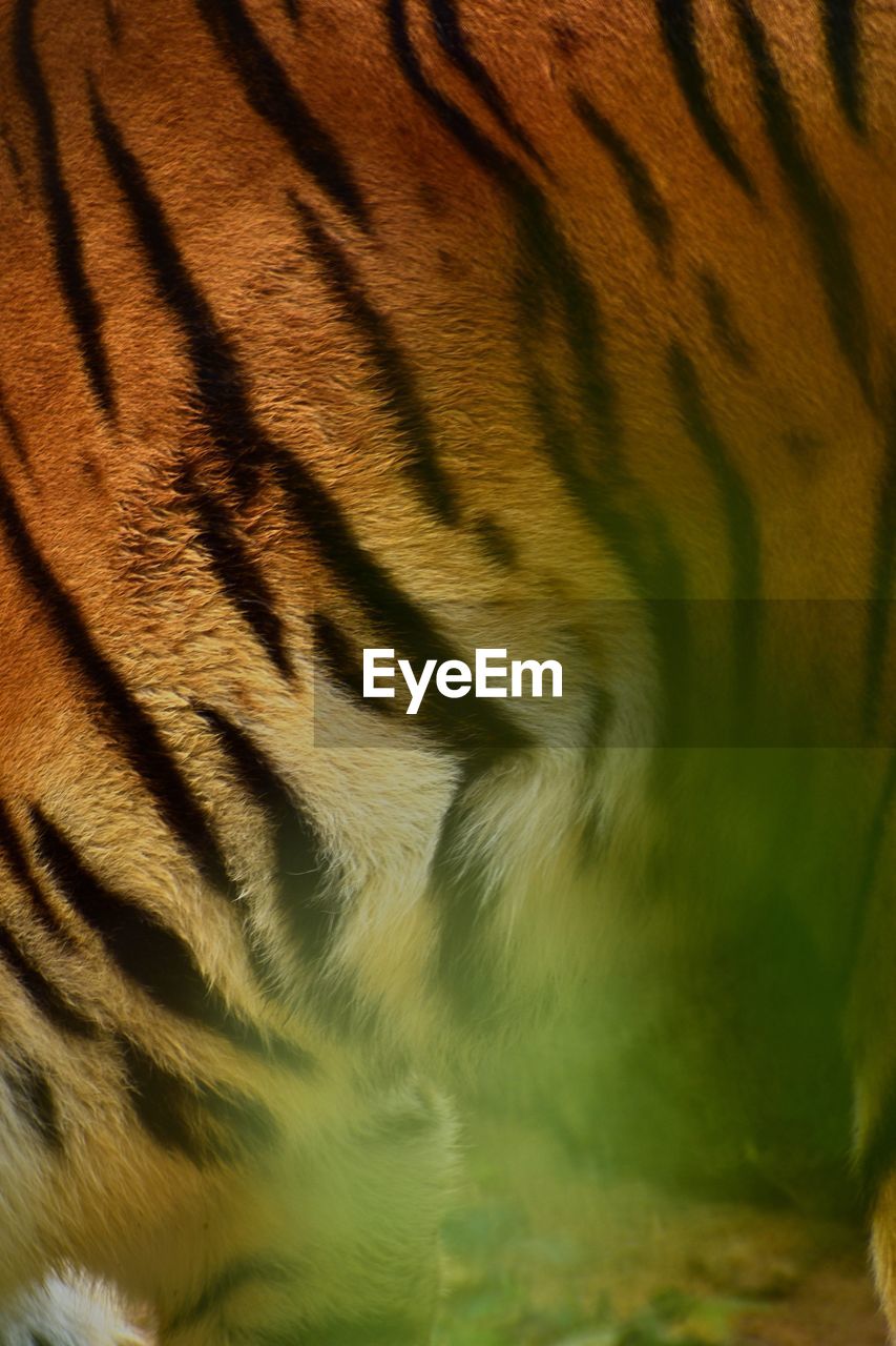 Full frame shot of a tiger