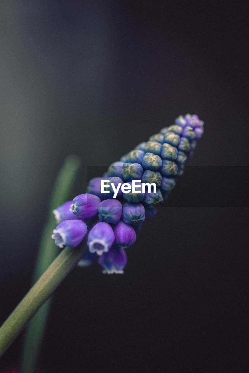 Close-up of purple buds