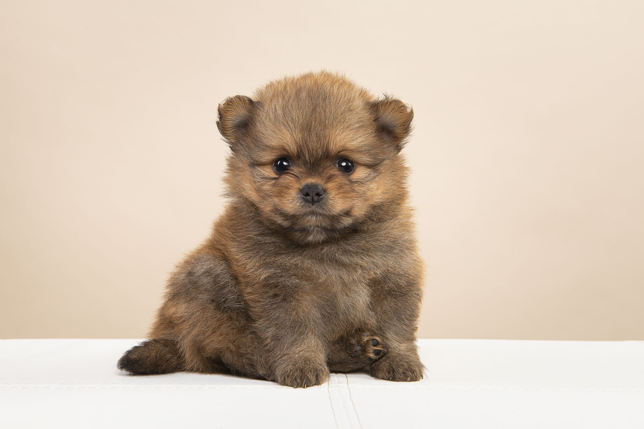 PORTRAIT OF PUPPY SITTING AGAINST GRAY BACKGROUND