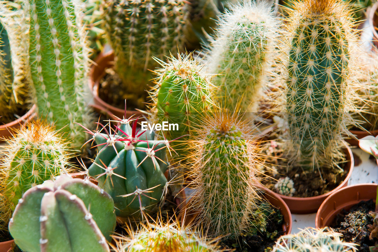 CLOSE-UP OF SUCCULENT PLANT GROWING ON FIELD DURING CACTUS