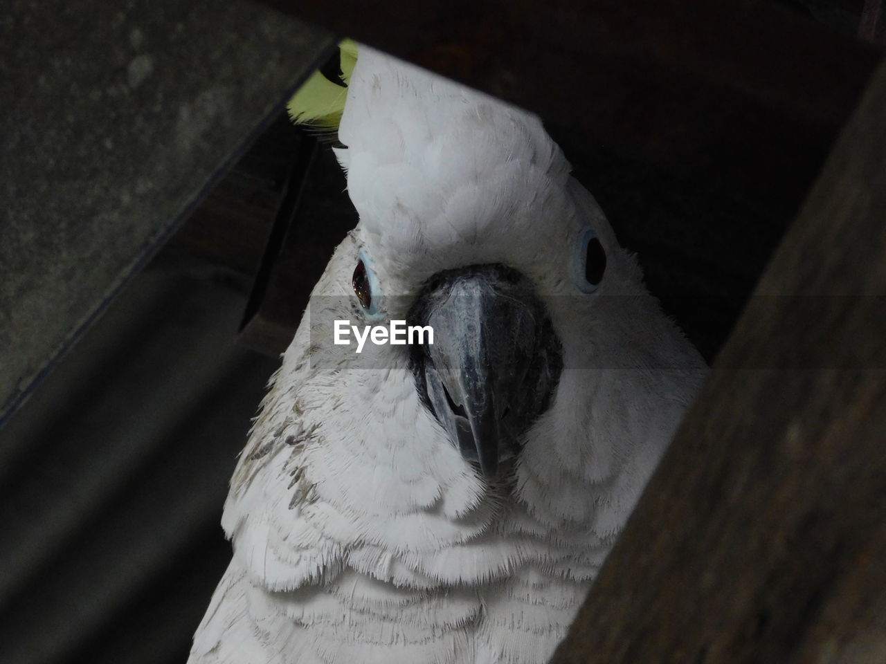 CLOSE-UP OF A BIRD PERCHING ON FLOOR