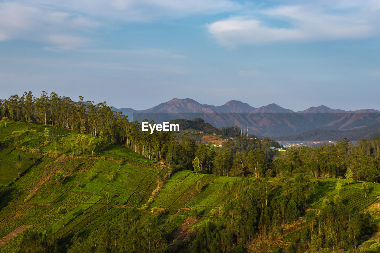 Tea gardens in the foothills of western ghat