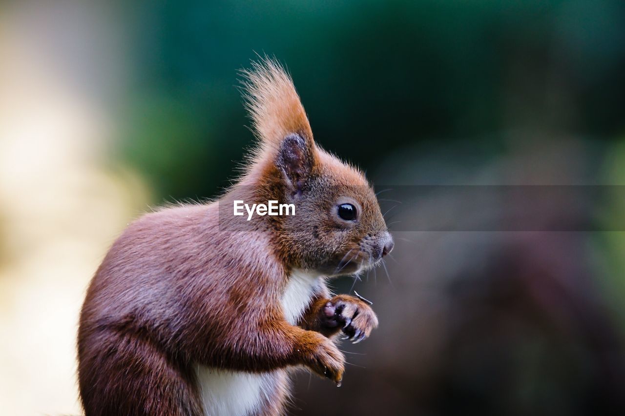 Close-up of squirrel sitting outdoors