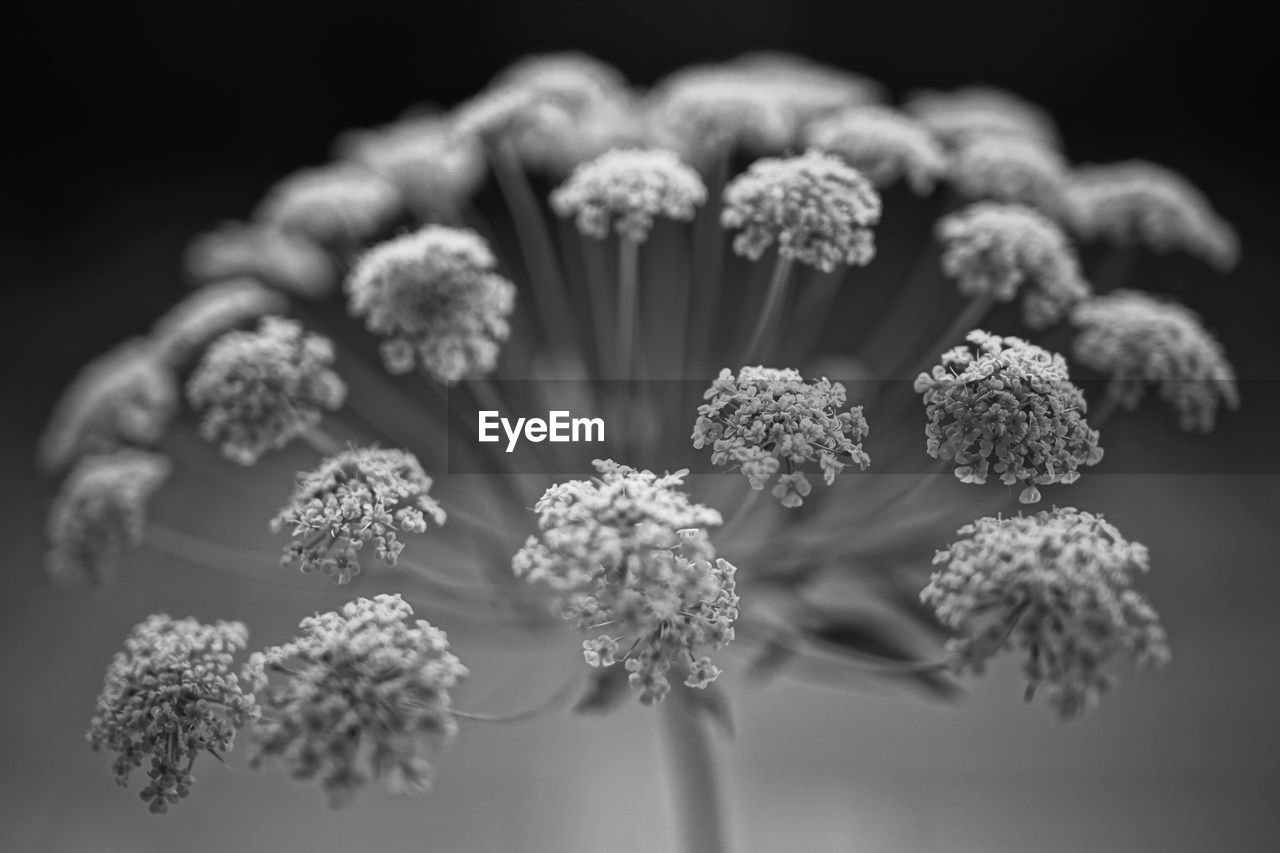 Close-up of flower over grey background