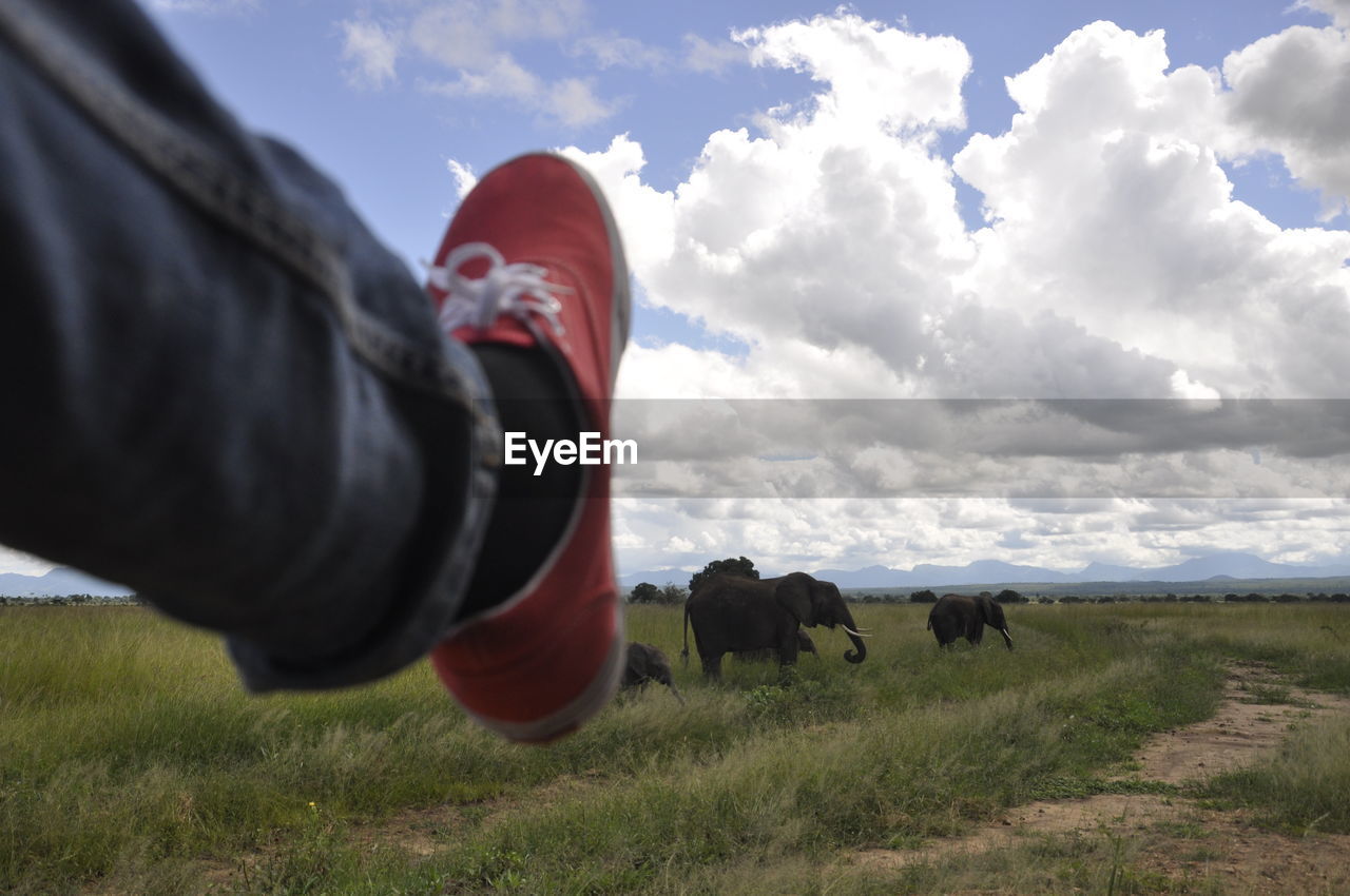 Low section of man against elephant on field against sky