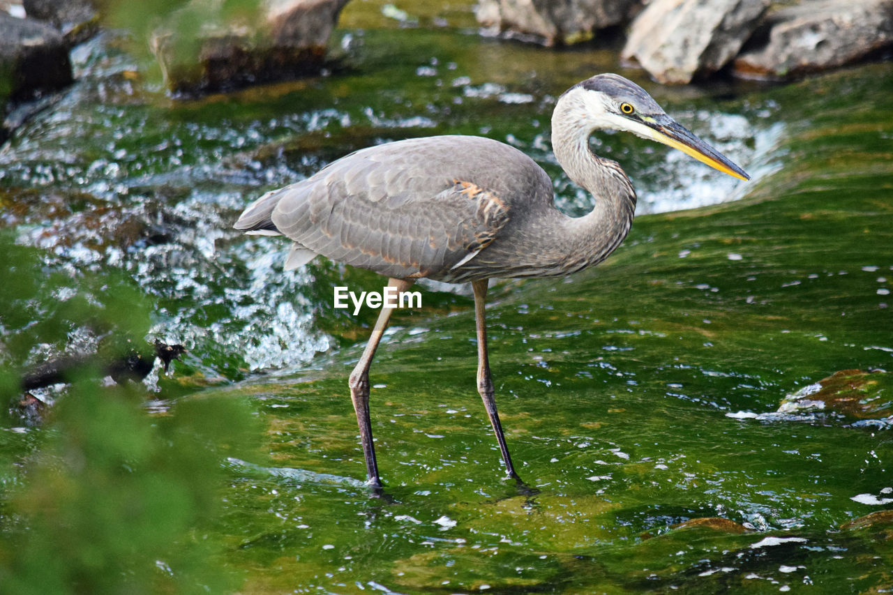 Grey heron in a stream